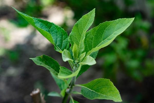 Close-up of the tip of a bitter leaf stem, with tapering matte green leaves.