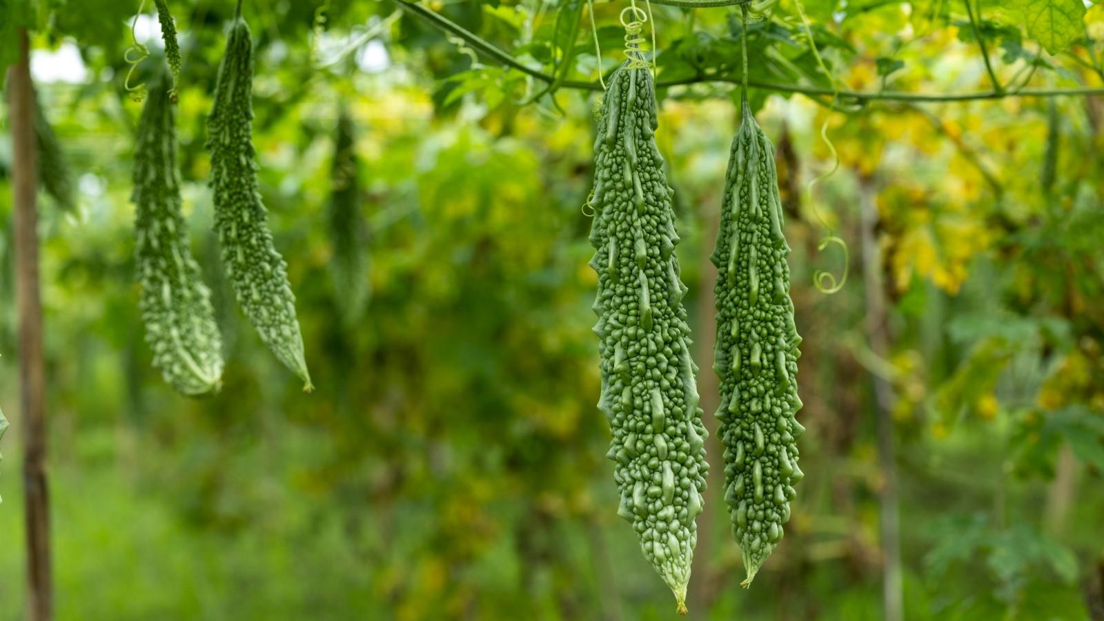 Long, slender, green-skinned fruits hang from a vine on an arbor. The fruits have a densely-warty texture with numerous small and medium-sized rounded bumps.