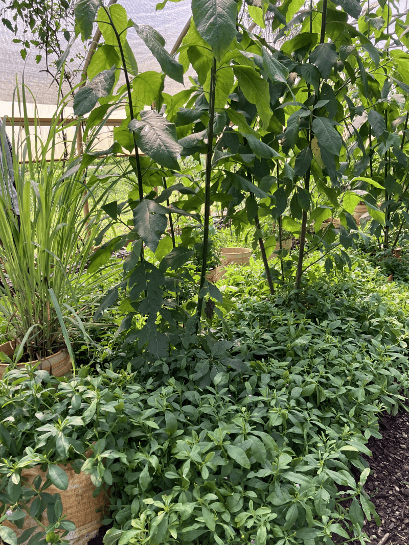 A row of 3 large-statured, upright-growing leafy green plants with low-growing waterleaf foliage filling in around their bases.