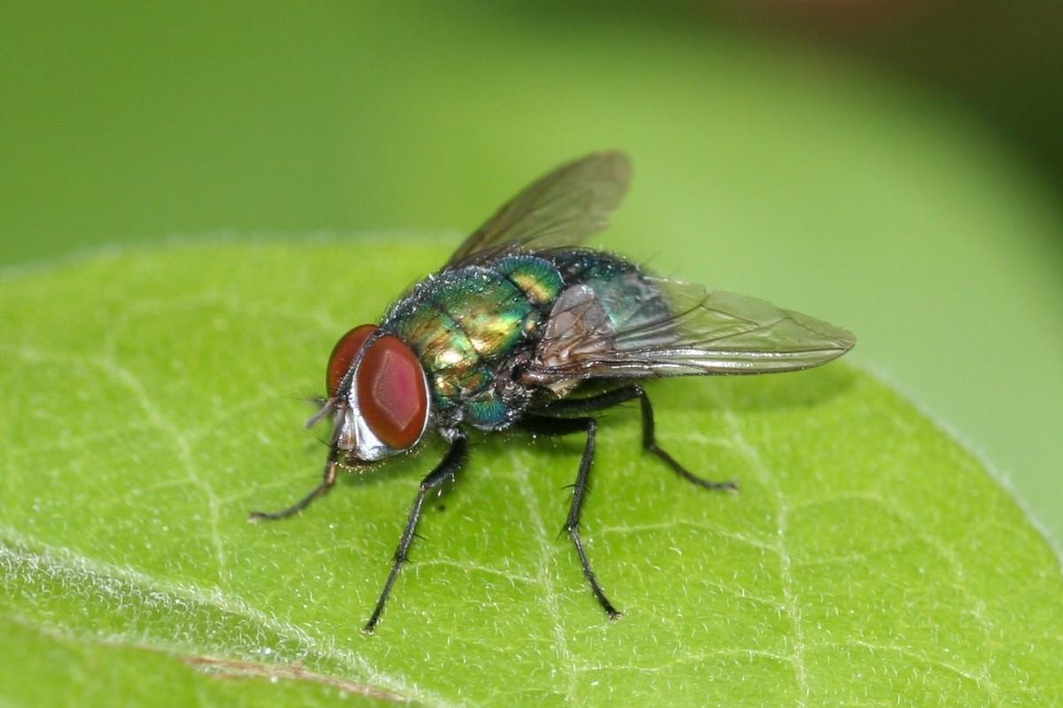 A fly with large red eyes and a metallic yellow-green body sits on a leaf.