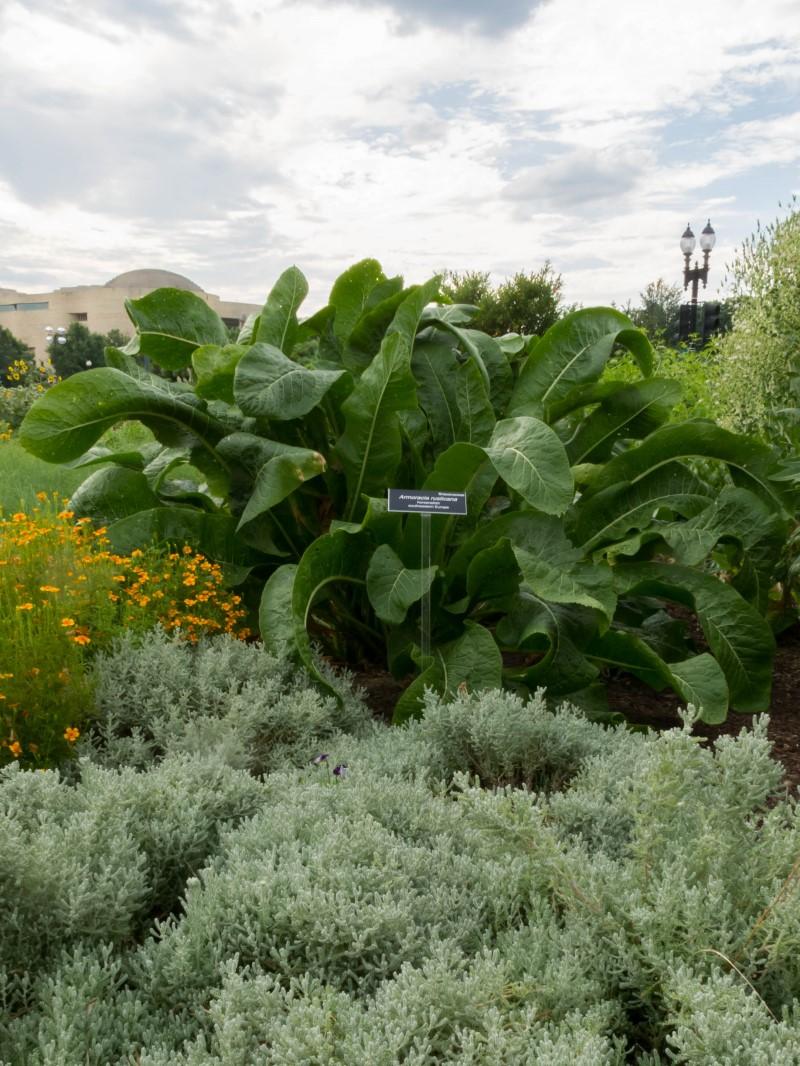 A large clump of horseradish foliage about 4 feet tall, rising above the surrounding perennials.
