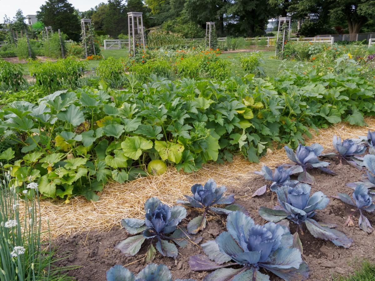 A large vegetable garden with rows of cabbage and squash plants in the foreground.