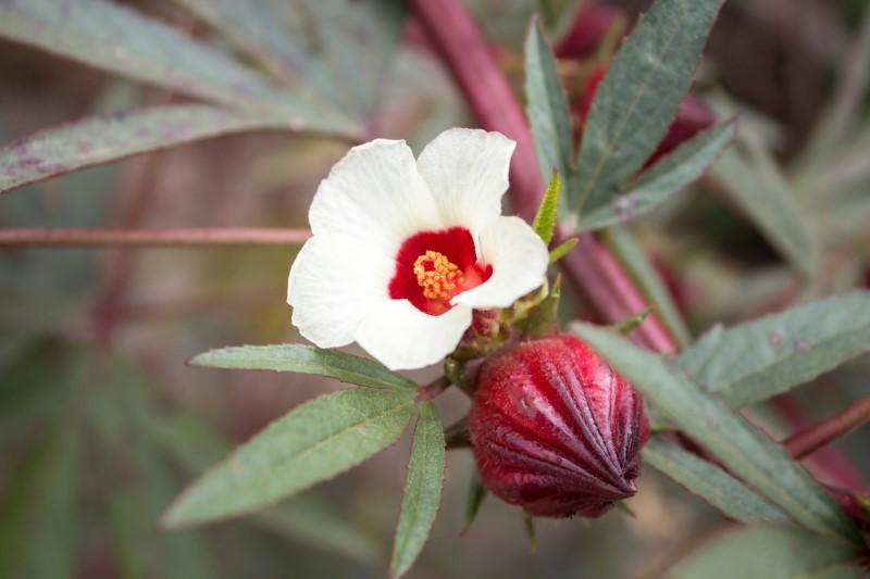 A dark red closed flower bud next to a white open bell-shaped flower with a prominent red throat on a plant with dark, slender leaves and red stems.