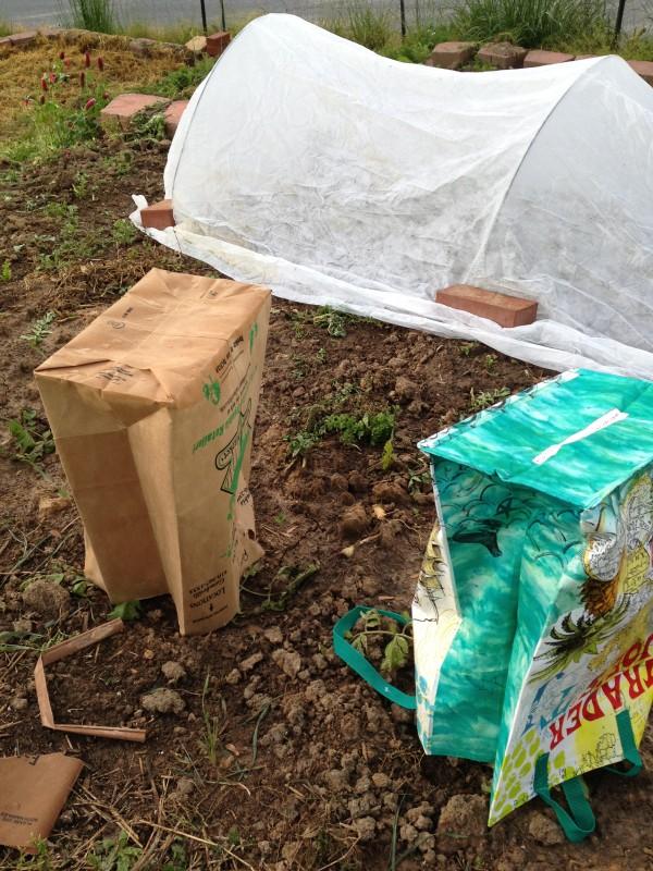 A vegetable bed under row cover fabric in the background, and individual plants in the foreground hidden by upside-down grocery bags.