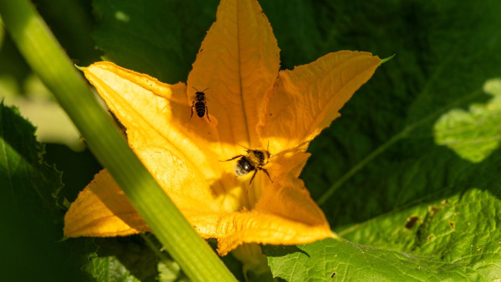 Two different bees hovering near the throat of an open squash flower.