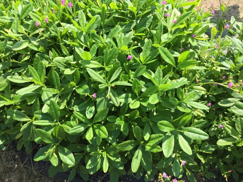 A bushy green plant with oval leaves and scattered, small, fuchsia-pink flowers.
