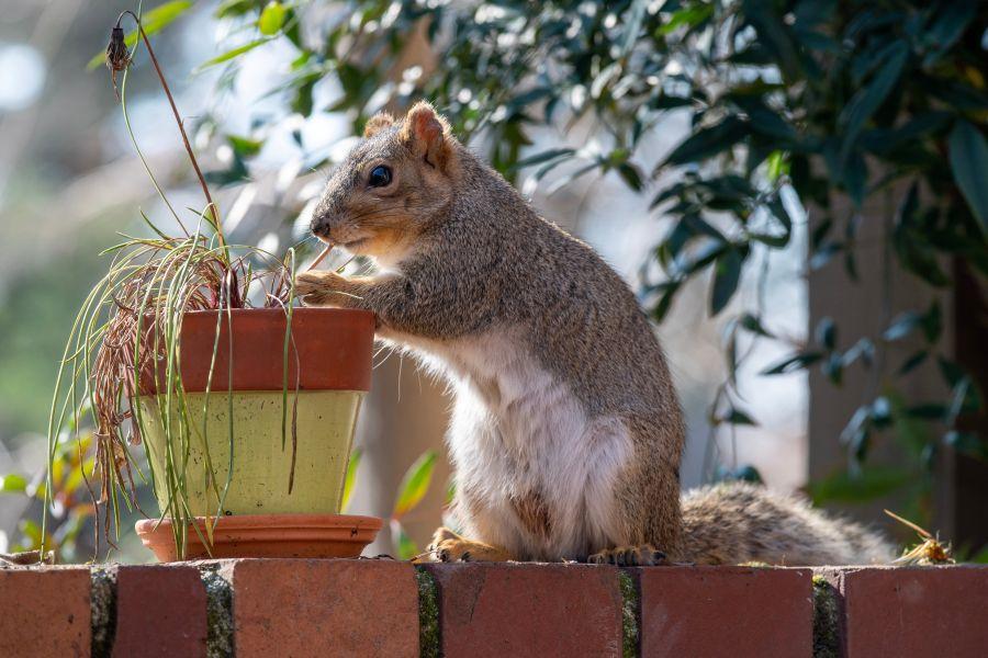 Squirrel on a brick wall eating a potted plant
