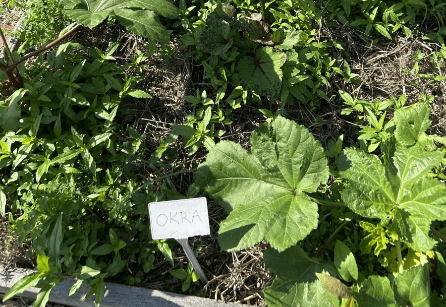 Okra leaves in a garden bed surrouonded by summer weeds with a plant label marked OKRA