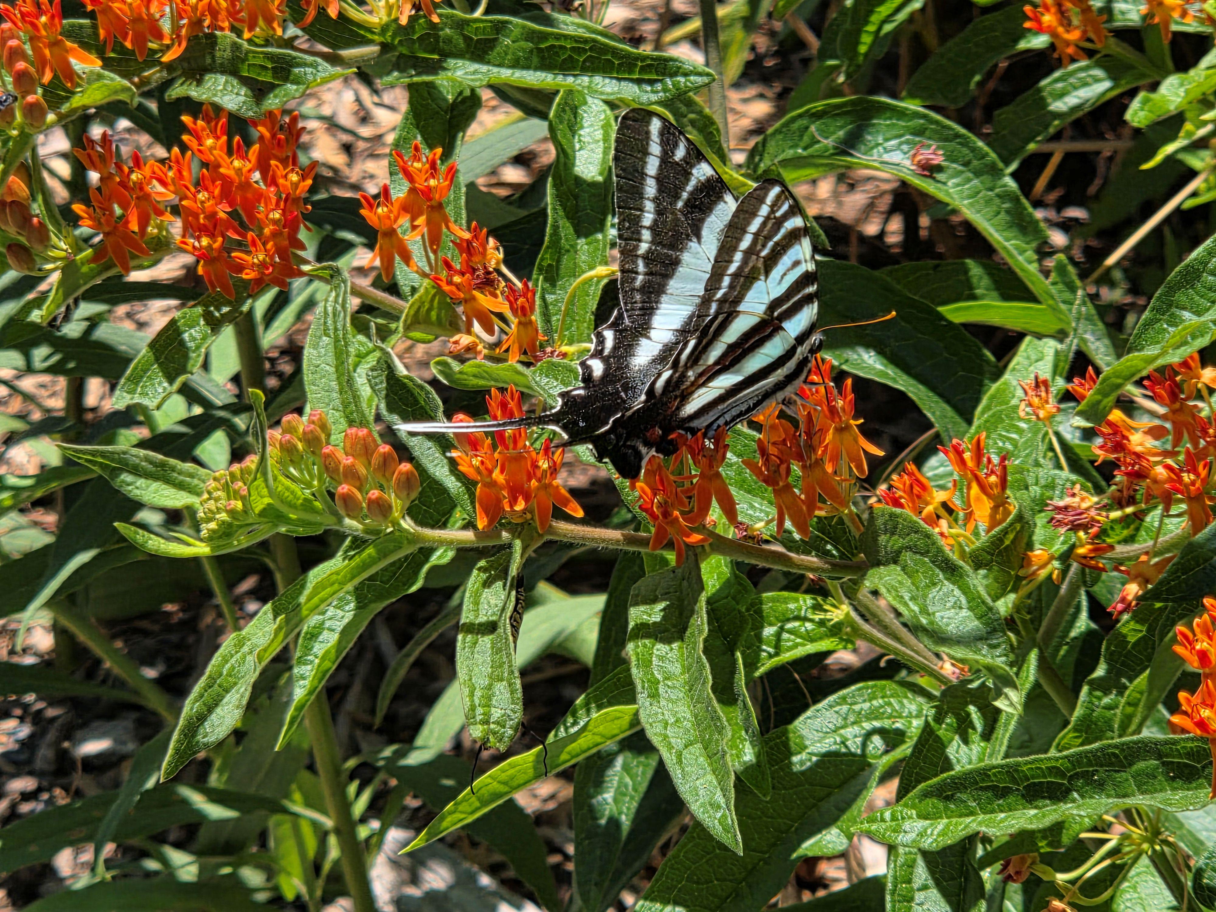 Butterfly on orange milkweed
