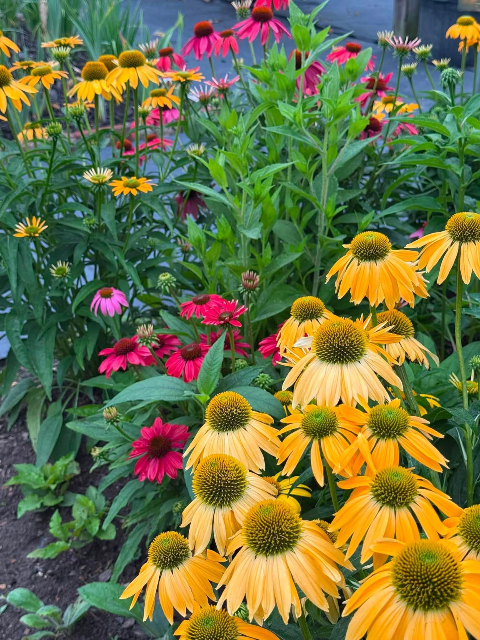 yellow gold and purple cone flowers in garden