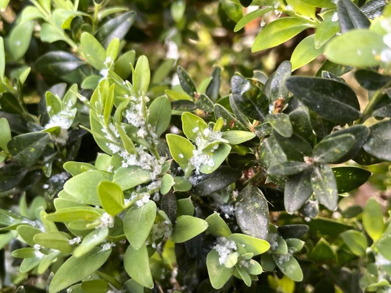 Numerous small clumps of translucent white wax on the leaves of a boxwood branch.
