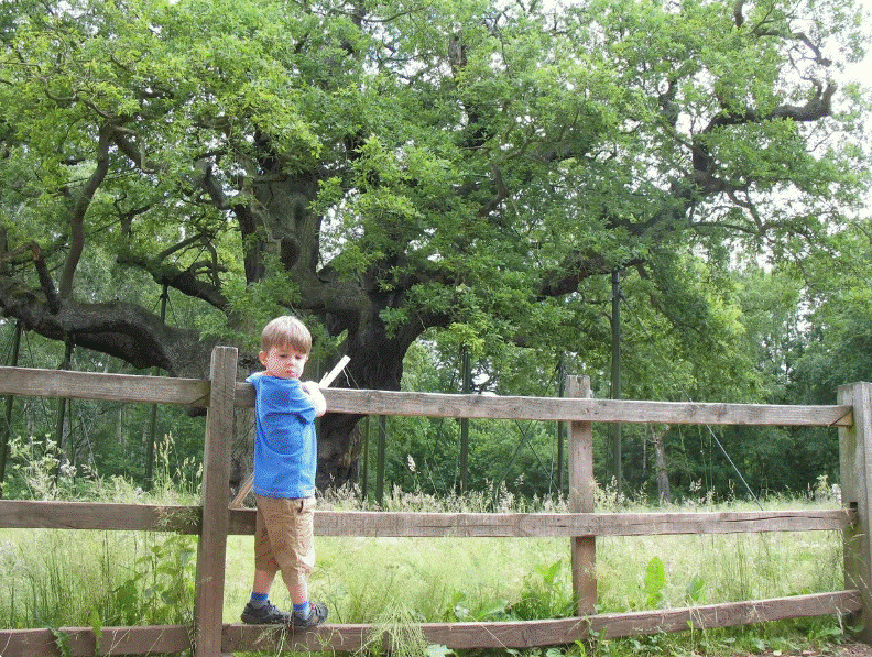A boy stands on the fence surrounding the Major Oak in Sherwood Forest, England, in a June 30, 2013, file photo from CBS News.