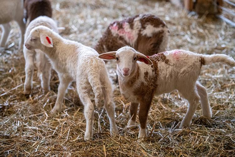 Young lambs standing on straw bedding inside a barn. A white lamb and a brown-and-white lamb are in the foreground, with additional lambs visible in the background. Some lambs have colored markings on their wool for identification.