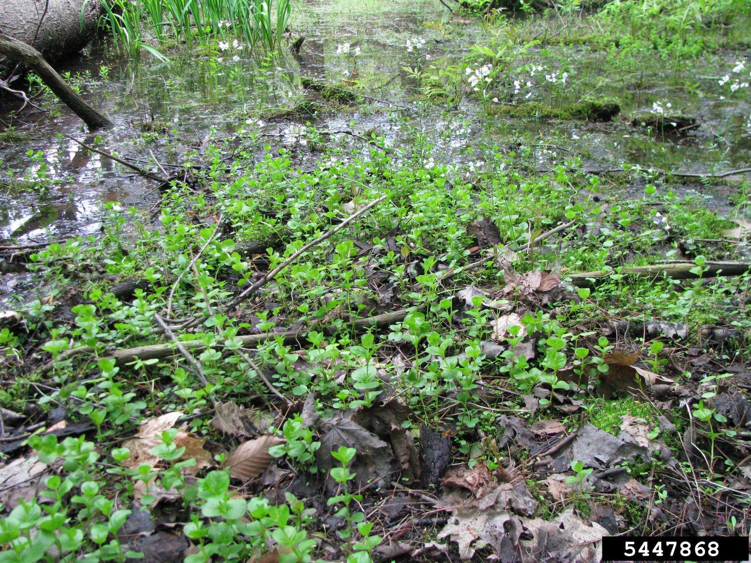 Creeping Jenny infestation in a riparian area. Photo by Leslie J. Mehrhoff, University of Connecticut, Bugwood.org.