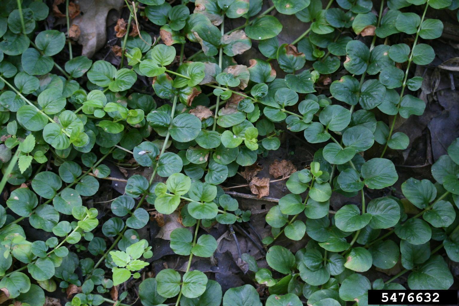 Creeping Jenny foliage. Photo by Chris Evans, University of Illinois, Bugwood.org.