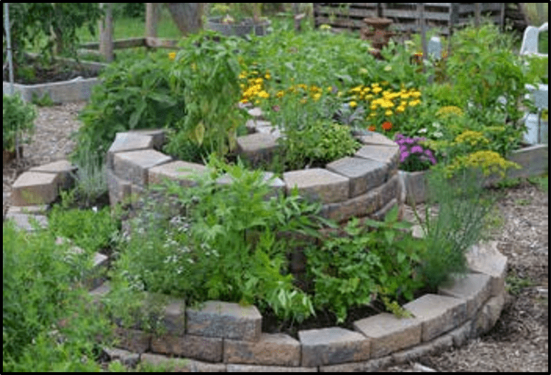 Herbs growing in an herb spiral structure