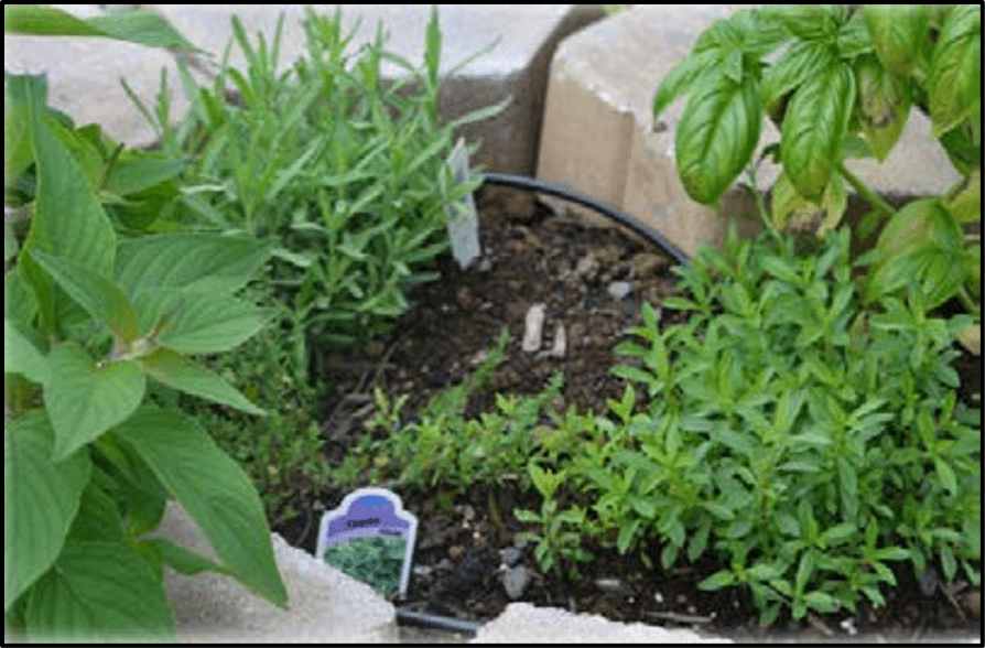 Variety of herbs