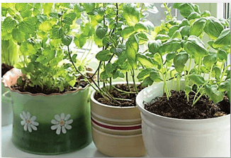 Herbs growing in pots