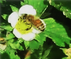 Bee on a white flower