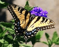 Butterfly on a purple flower.