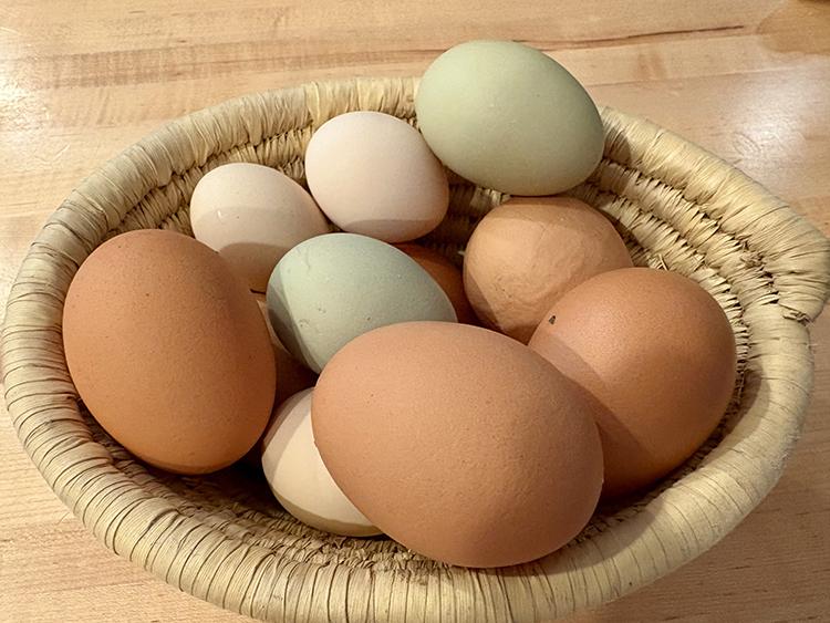 Shallow woven basket filled with a variety of chicken eggs on a light wooden surface. The eggs are different sizes and shell colors, including shades of brown, cream, and pale blue-green, illustrating the range of egg colors produced by different laying breeds in small flocks.