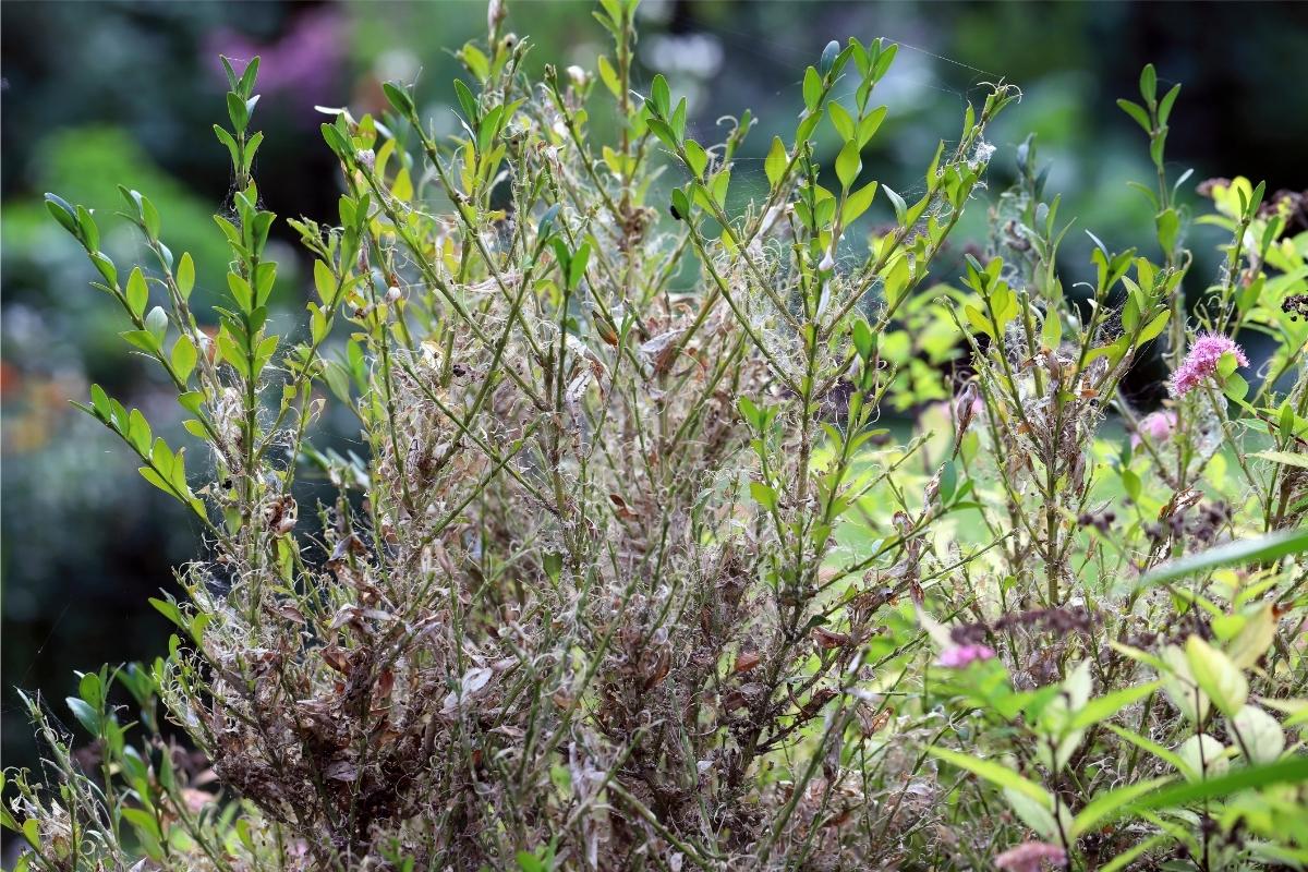 The top branches on a boxwood shrub with mostly-missing leaves, creating a very scraggly aesthetic.