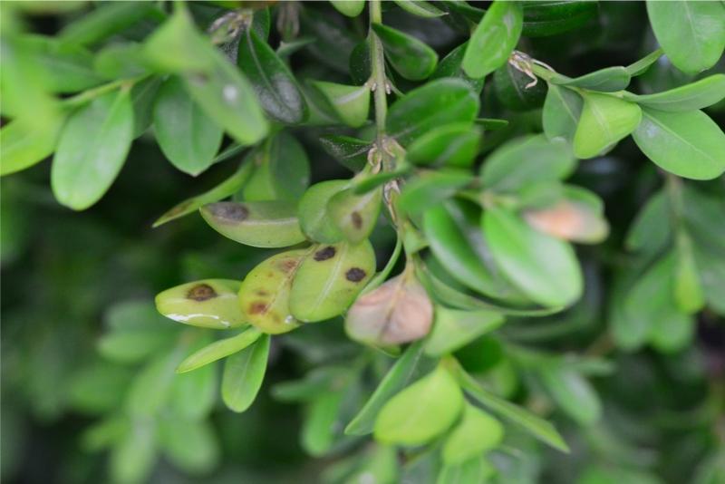 Close-up of boxwood foliage with scattered dark brown rounded spots.