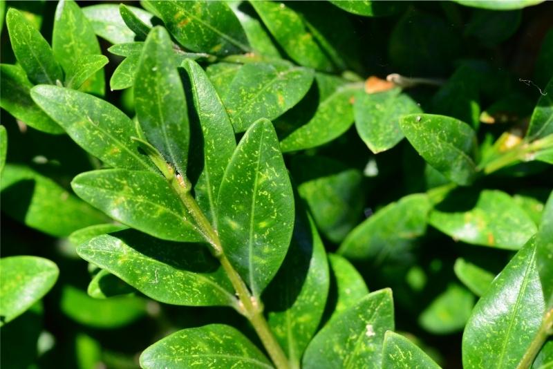 Close-up of boxwood foliage with fine, pale speckling and etched-looking irregular lines.