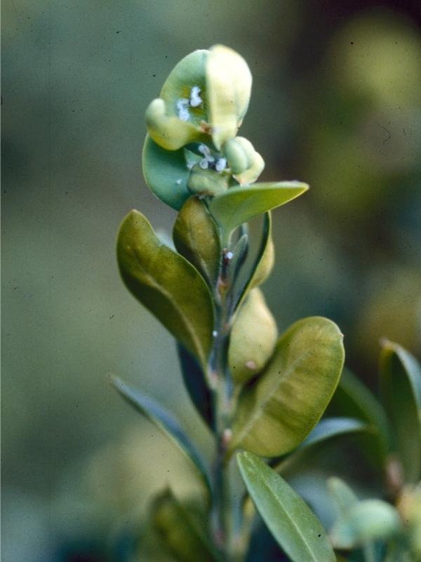 The tip of a boxwood branch with cupped leaves and bits of a translucent-white waxy residue.
