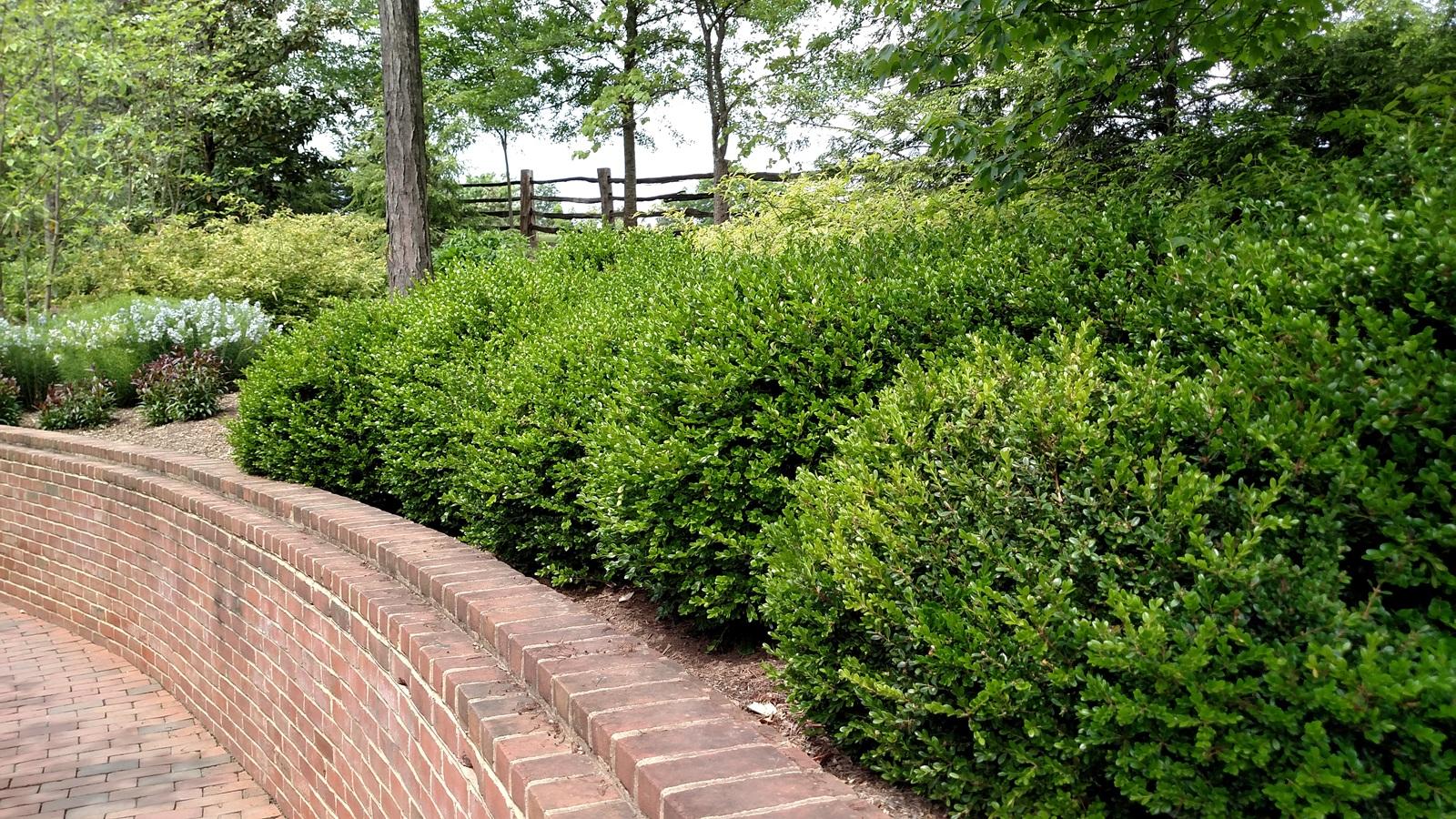 A row of mound-shaped boxwoods lining the top of a brick retaining wall in a garden.