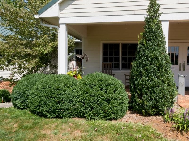 One upright, slender cone-shaped boxwood and three shorter, rounded boxwood shrubs growing in front of a house porch.