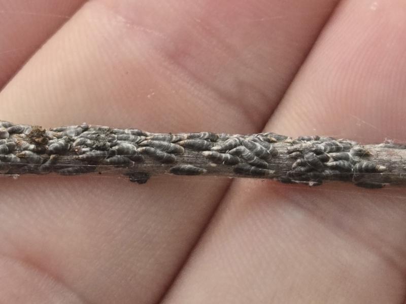 A slender twig posed in front of a person's fingers. The twig is covered with small insects shaped like an oyster shell and the same color as the bark.