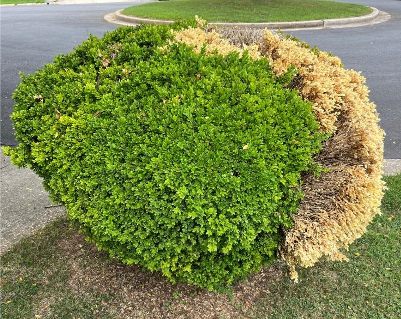 A large, rounded boxwood shrub with a significant portion of its branches on one side dead with pale, straw-brown leaves.