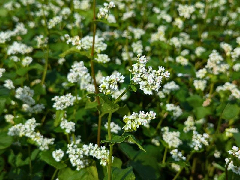 Clusters of small white flowers on the tips of leafy green plants in a mass planting.