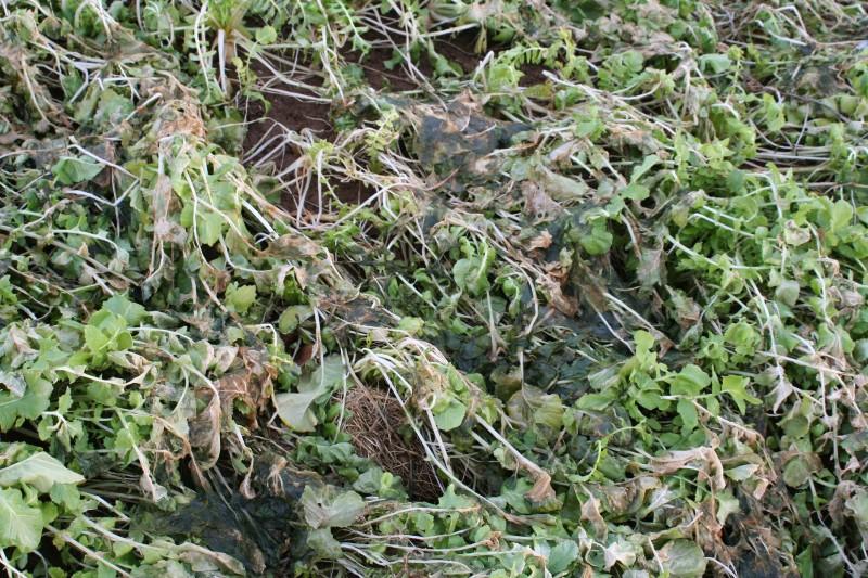 Collapsed, darkened, and withered foliage on radish plants whose tops were killed by freezing temperatures.
