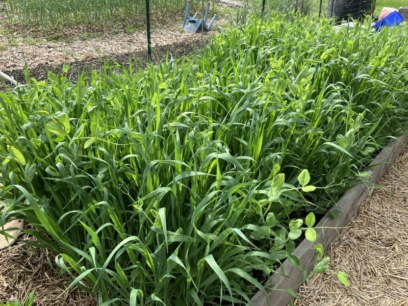 A short raised bed with lush green growth of a mix of grasses and pea plants.