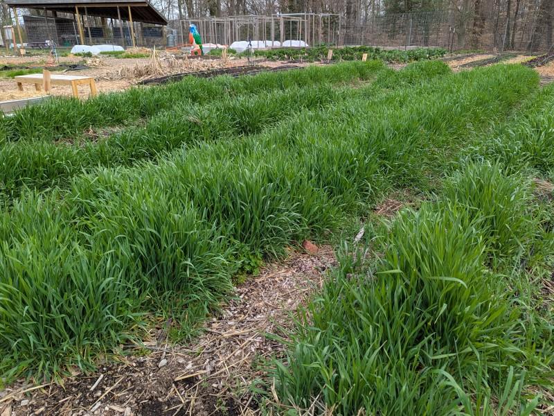 Several rows of subtle planting mounds in a community garden with a lush cover crop mix of grains and peas.