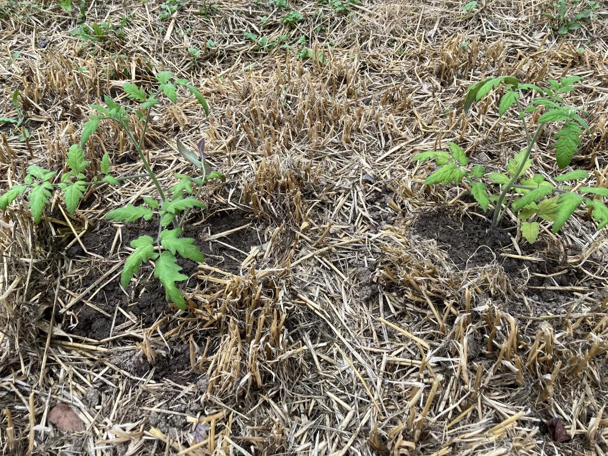 Tomato transplants surrounded by dead cover crop residues.