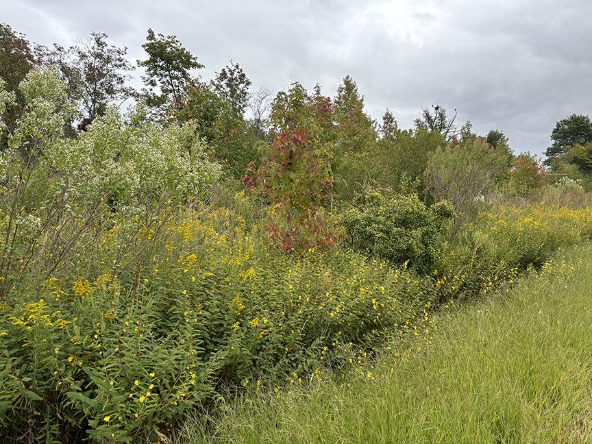 Hedgerows like the one pictured here provide an array of habitat features for wildlife, connect forested areas, and enhance early successional, grassy areas. Photo Credit: Kyle Magdziuk, Tall Timbers