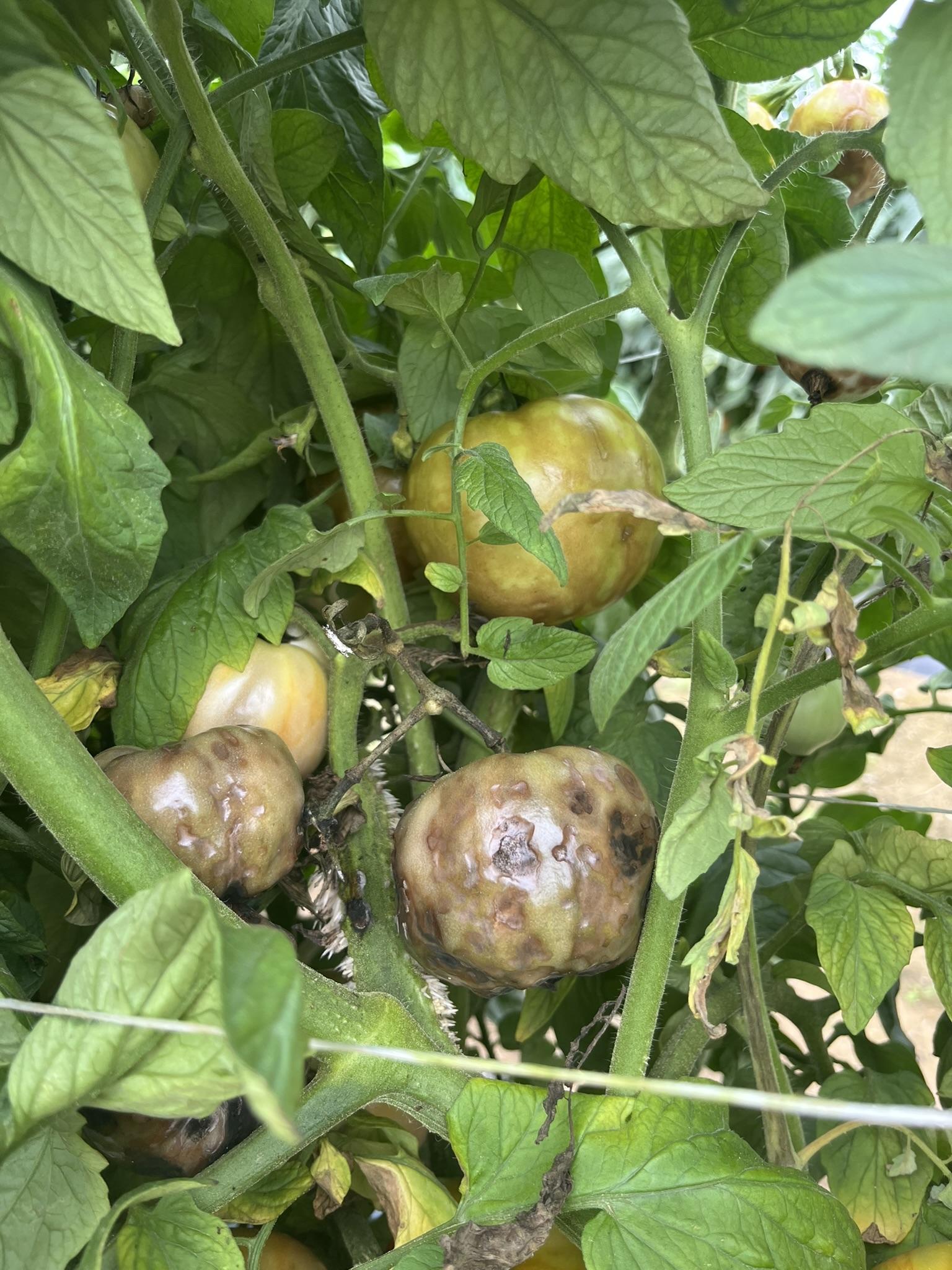 Several green to ripening tomato fruits on the vine showing ring spot symptoms. Fruits display circular, tan to brown lesions with dark, sunken spots and irregular concentric rings, surrounded by green foliage.