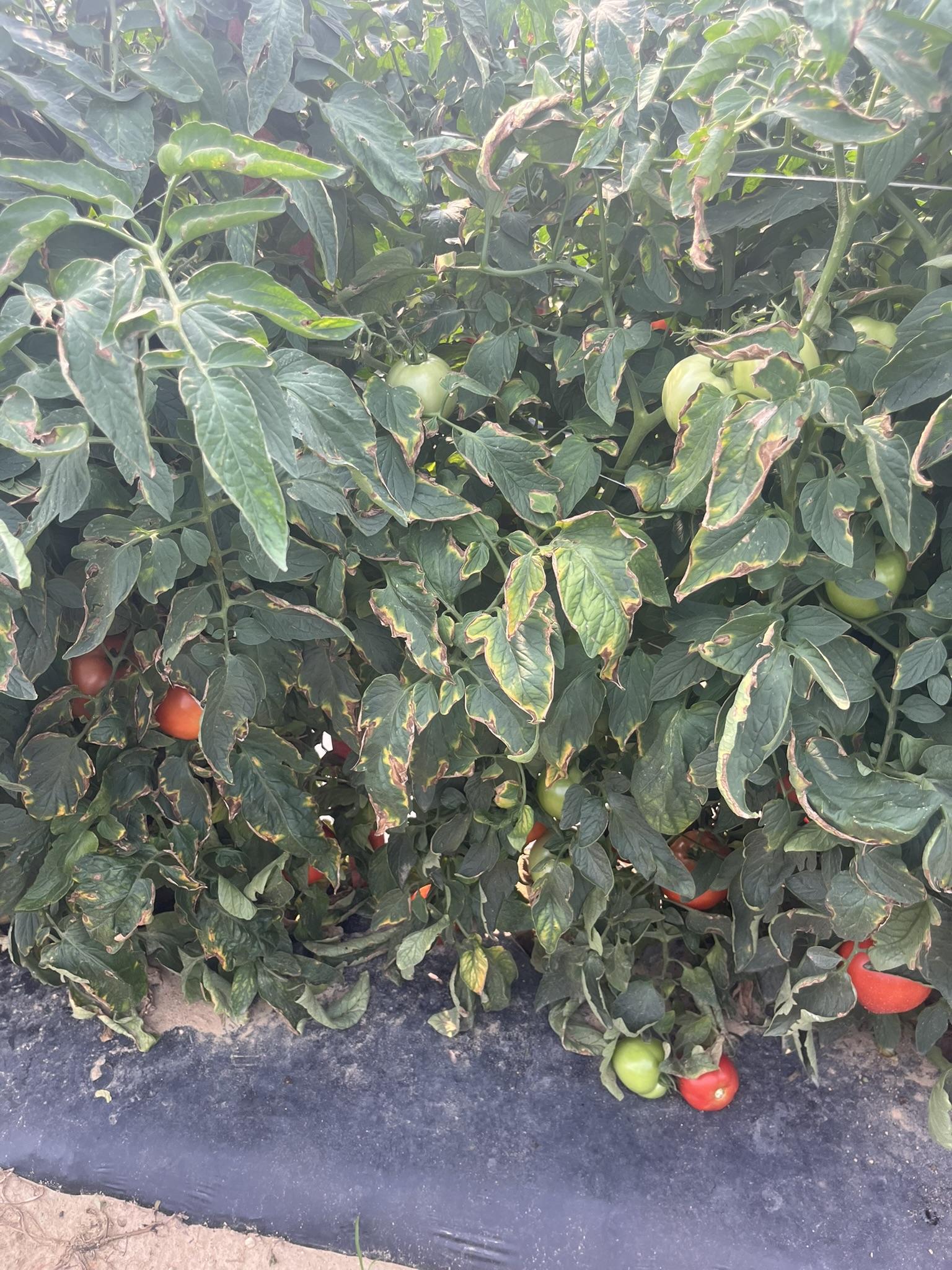 Alt text:  Tomato plant showing symptoms of Tomato spotted wilt virus (TSWV), including curled leaves, yellowing along leaf margins, and brown necrotic tissue. Both green and red tomato fruits are visible beneath the dense foliage growing in a field row.