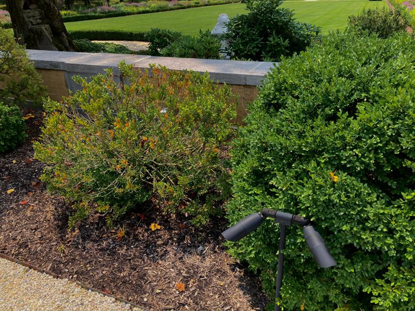Two boxwood shrubs growing next to each other: the plant on the left is short, sparse, and has orange-tinged leaves; the plant on the right is larger, evenly green, and dense.