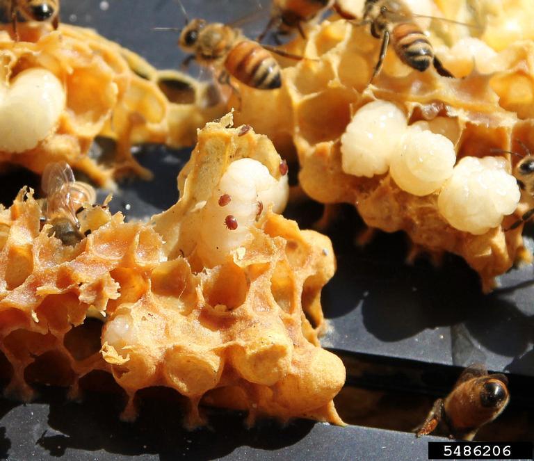 A photo of three red varroa mites on a cream color honey bee pupa on the left side and a group of clean pupa of to the side.