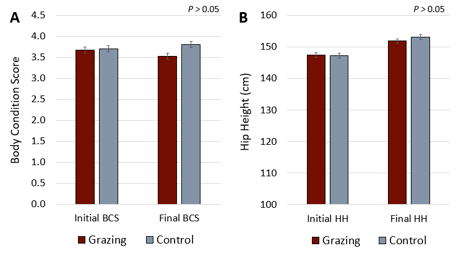 Alt text:  Bar charts comparing initial and final body condition score and hip height for heifers in grazing and control groups. Both measurements were similar between groups, with no significant differences.