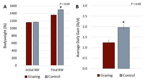 Alt text:  Bar charts comparing initial and final body weight and average daily gain for heifers in grazing and control groups. Control heifers had higher final body weight and average daily gain than grazing heifers.