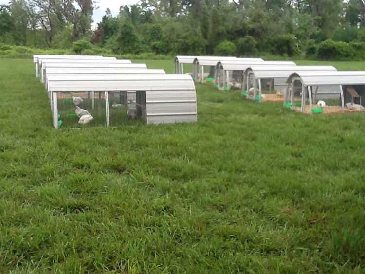 Rows of portable poultry shelters positioned in a grassy pasture, each enclosure housing several white chickens. The shelters are arranged in parallel rows with feeding and watering containers visible inside, and a tree line forms the background.