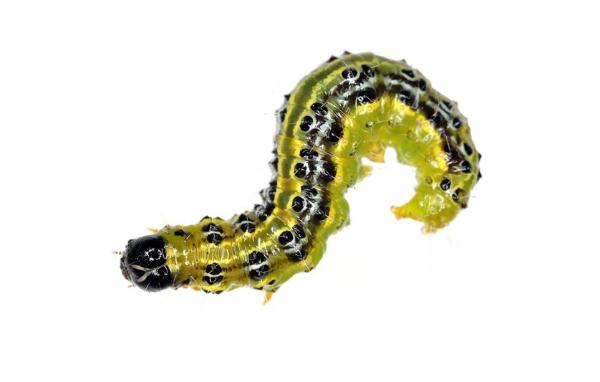 A greenish-yellow caterpillar with a black head and black and white markings.