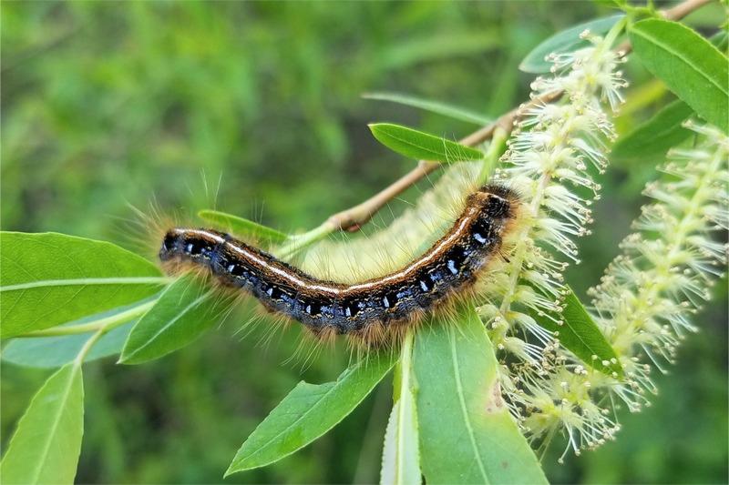 Black caterpillar with blue, orange, and white markings and fine hairs crawls over leaves on a tree branch.