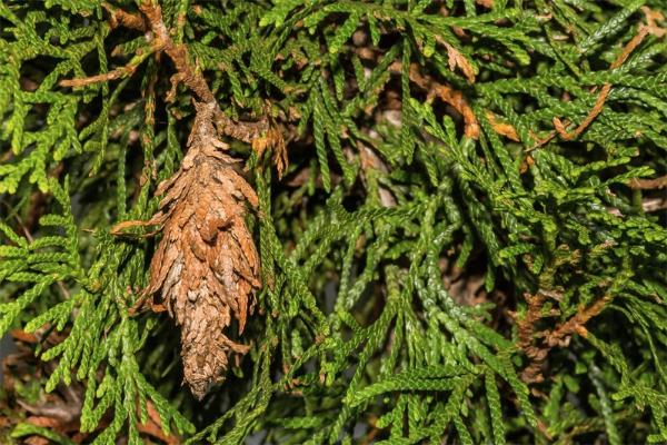 A spindle-shaped silken bag covered with small pieces of brown foliage hanging on an evergreen branch.