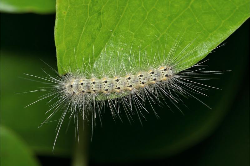 A yellowish-white caterpillar with pairs of black spots and long white hairs rests on a leaf.